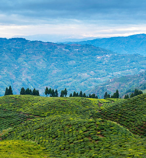 Darjeeling