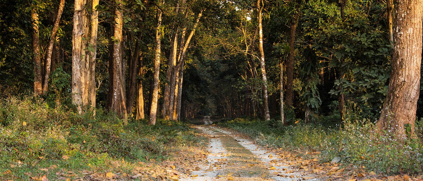 Dooars Forest Diaries