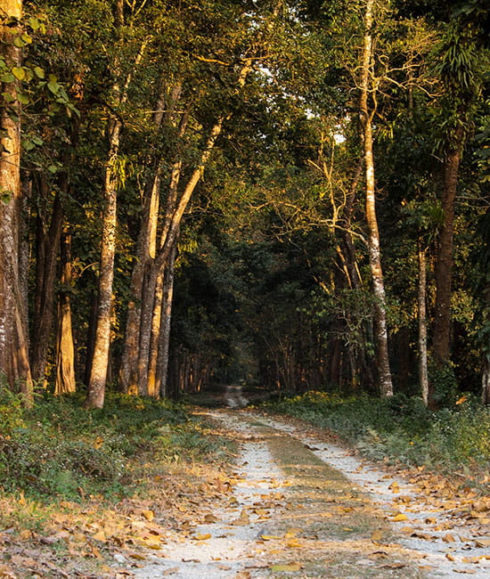 Dooars Forest Diaries