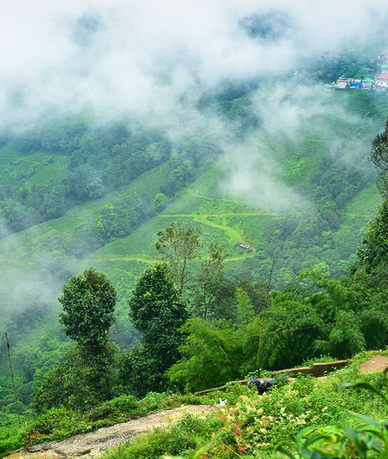 Darjeeling Dream Vacation