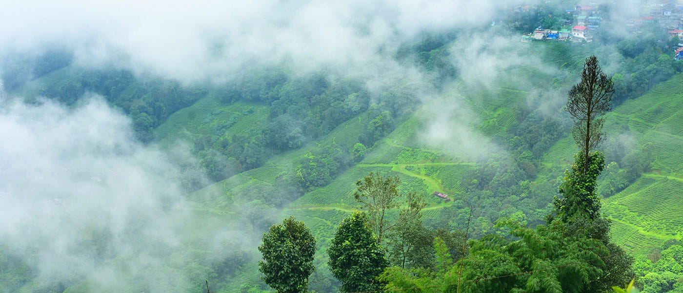 Darjeeling Dream Vacation